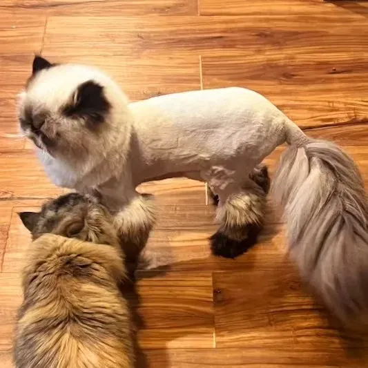 A Himalayan cat with a freshly finished lion cut, the mane and tail plume left full