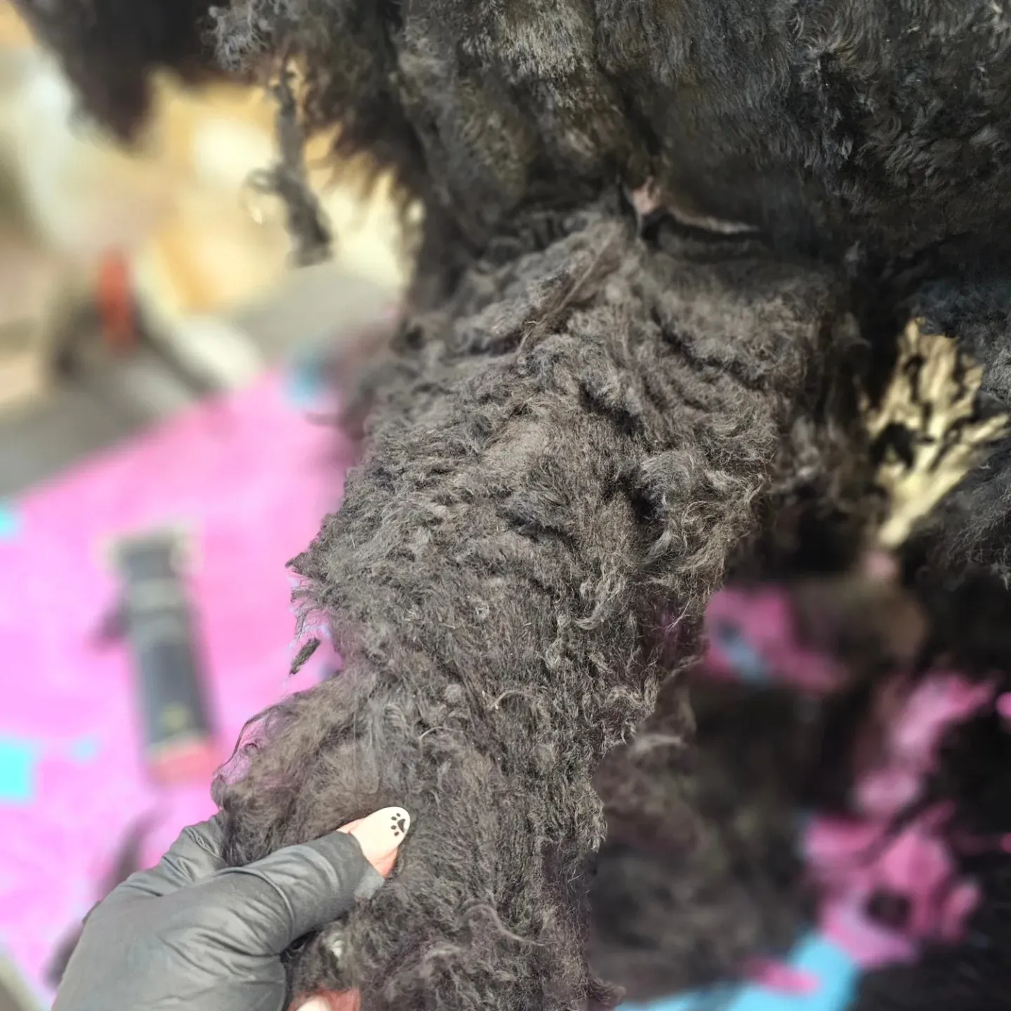 A groomer's gloved hands working a slicker brush through a curly coat to clear tangles
