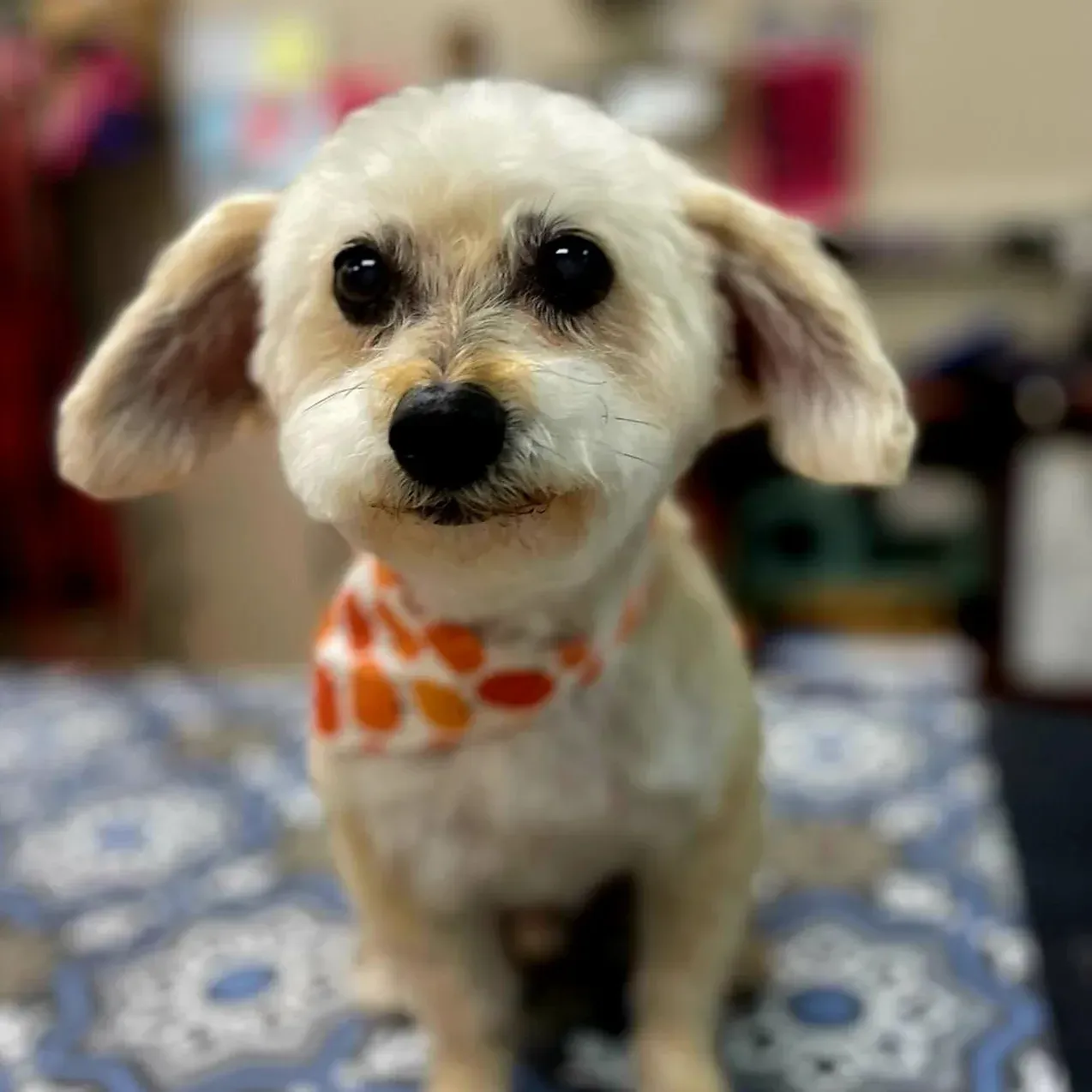 A small freshly groomed doodle wearing an amber polka-dot bandana