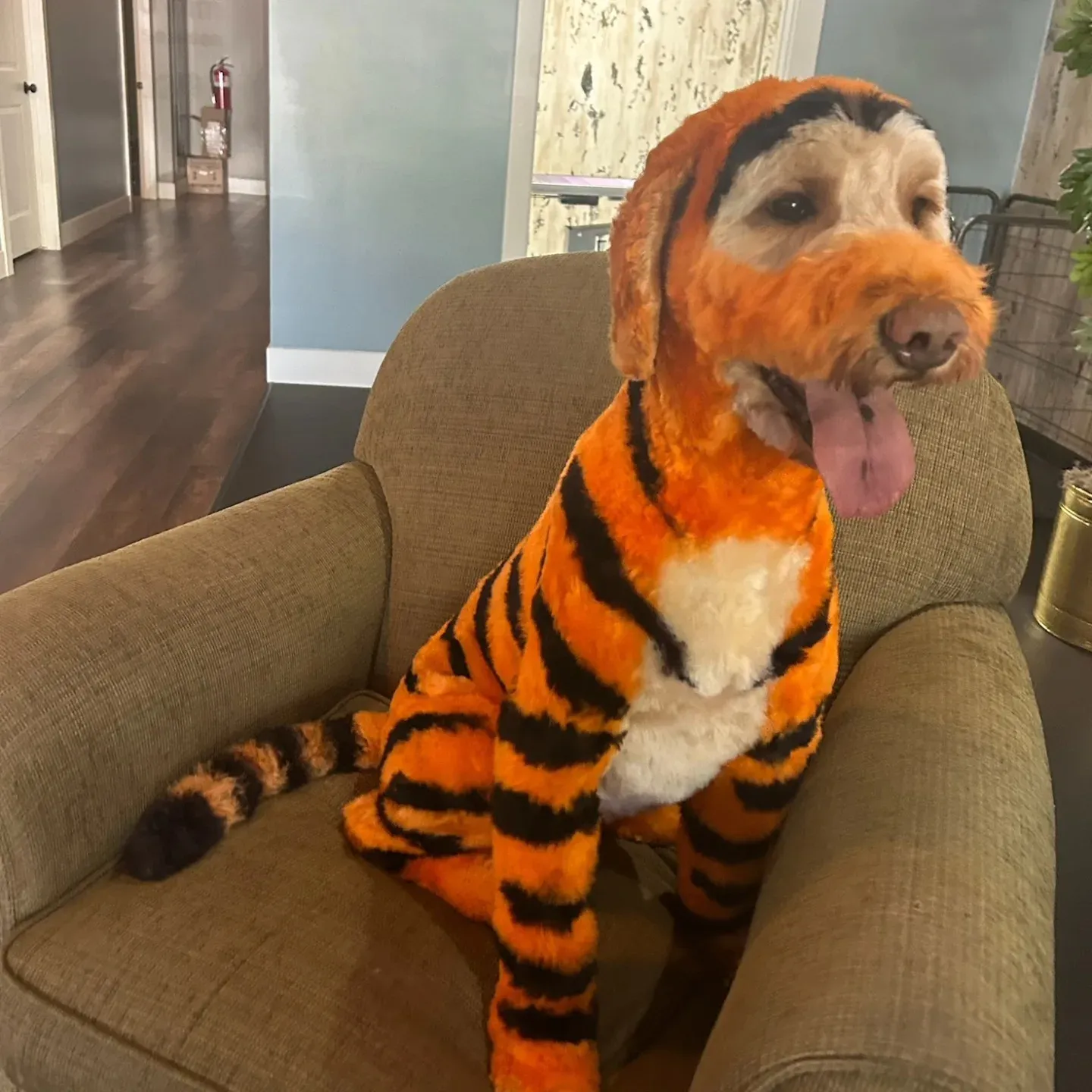 A dog groomed and dyed head to tail as a tiger in pet-safe orange and black color, a full creative transformation at Barky Mountain