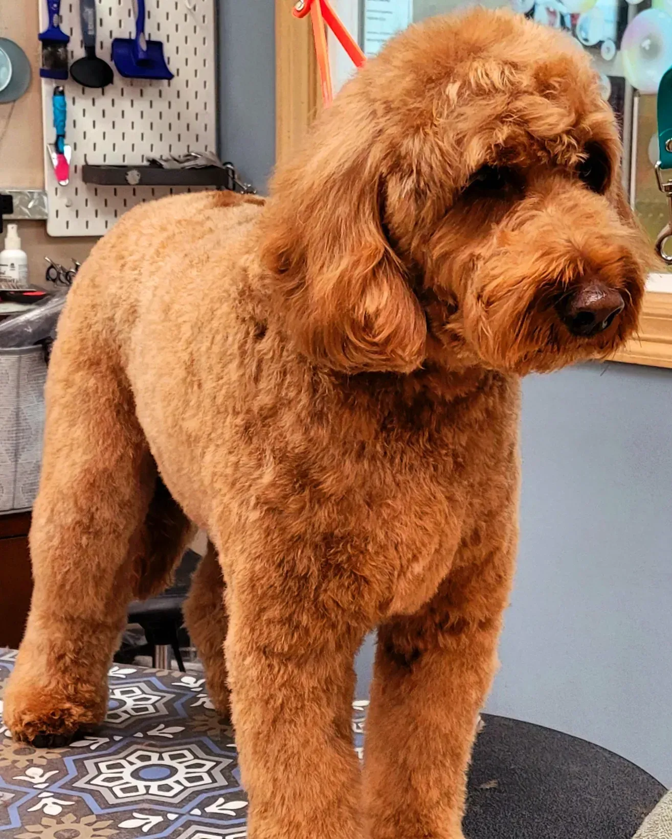 A freshly groomed red goldendoodle standing on the grooming table at Barky Mountain