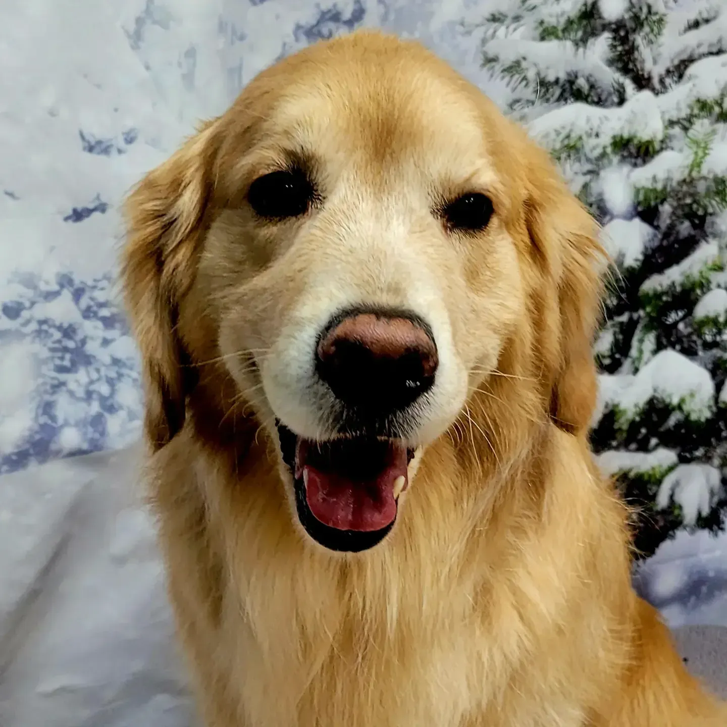 A freshly bathed and brushed golden retriever sitting out in fresh snow
