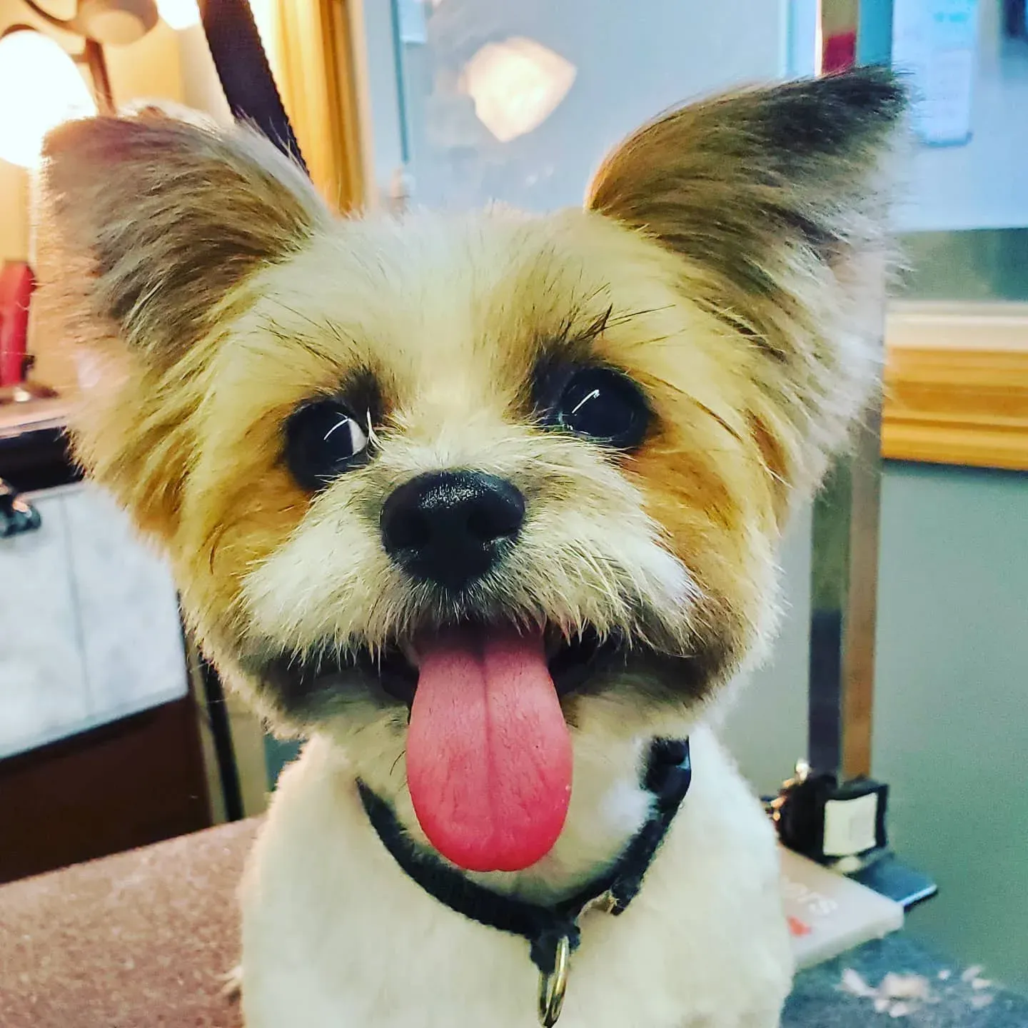 A small dog with a soft teddy-bear trim, grinning with its tongue out after a groom